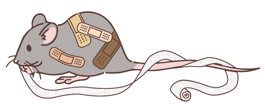 Image Description: A vector illustration of a gray rat covered in four band-aids of varying skin tones, trailing a roll of gauze in its mouth.